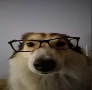 🥸 chien, lunettes, animal de compagnie, animal, mignon, animal domestique, colley, intelligent telegram sticker