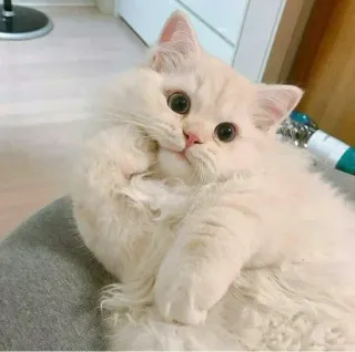🤔 gato, gatito, lindo, mascota, esponjoso, animal whatsapp sticker
