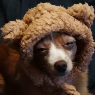 😐 собака, питомец, животное, милый, чихуахуа, шапка медведя, смешной telegram sticker