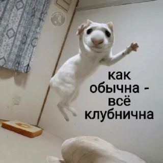 😁 как обычно - всё клубнична แมว, ตลก, มีม, สัตว์, สัตว์เลี้ยง, รัสเซีย telegram sticker