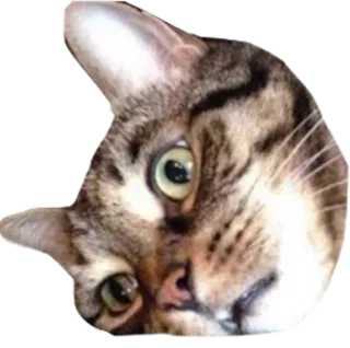😐 cat, pet, animal, domestic cat, mammal, feline telegram sticker