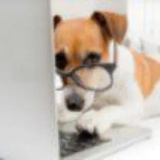 🐶 Hund, Brille, Computer, Nerd, Tier whatsapp sticker