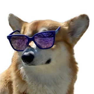 😎 hond, corgi, zonnebril, cool, huisdier, dier telegram sticker