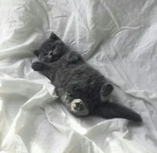🌟 cat, animal, cute, pet, grey, kitten whatsapp sticker