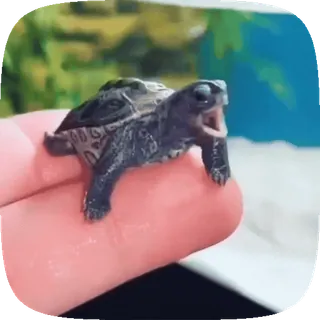 🌟 kura-kura, reptil, hewan, imut, tangan, kecil, terrapin whatsapp sticker