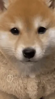 🥺 犬, 柴犬, 子犬, かわいい, ペット, 動物 telegram sticker