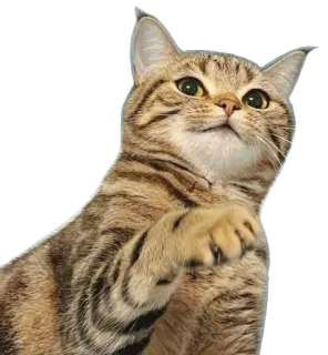 Kucing 🐈 @Anak_kucing_stiker telegram stickers