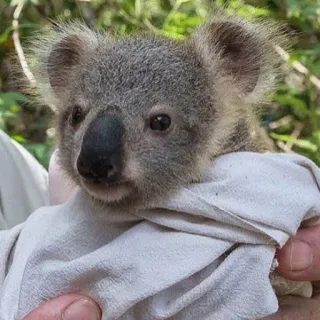 🐨 koala, animal, wildlife, cute, marsupial, australia telegram sticker