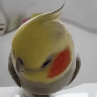 😳 cockatiel, bird, parrot, animal, pet, cute, avian whatsapp sticker