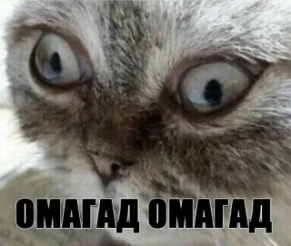 🙀 ОМАГАД ОМАГАД cat, funny, surprised, meme, russian, shocked, crazy whatsapp sticker