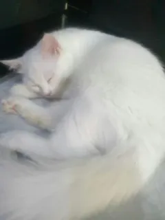 😴 gato, dormindo, branco, animal, animal de estimação whatsapp sticker