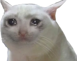 😢 cat, crying, sad, tears, meme, white cat telegram sticker