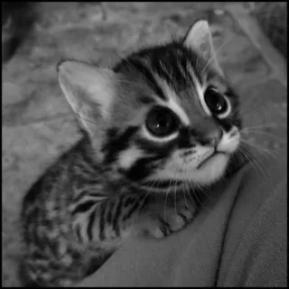 💮 gatto, gattino, animale, carino, animale domestico, felino telegram sticker
