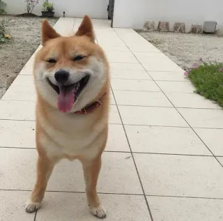 😄 anjing, shiba inu, hewan, hewan peliharaan, bahagia, tersenyum whatsapp sticker