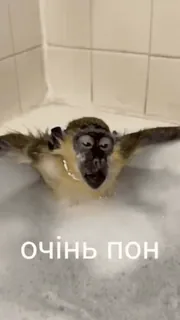 💀 очінь пон telegram sticker