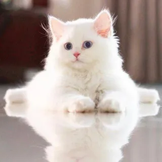 ☺️ gatto, gatto bianco, gattino, animale, animale domestico, carino, soffice, animale domestico, gatto domestico whatsapp sticker