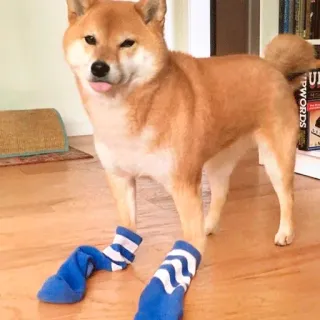 🐶 dog, shiba inu, animal, socks, funny, cute, tongue telegram sticker