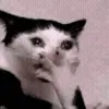 🐱