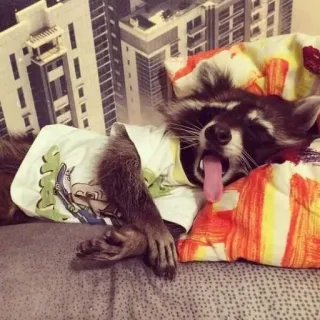 🛌 енот, животное, млекопитающее, спящий, уставший, милый telegram sticker