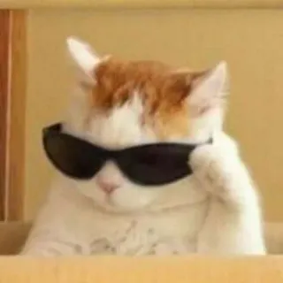 😎 cat, sunglasses, cool, animal, pet telegram sticker