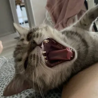 🐱 cat, yawning, animal, domestic animal, pet, feline, mammal, teeth whatsapp sticker