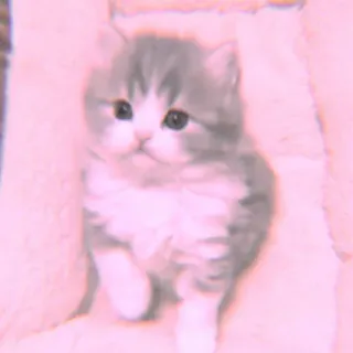 🐾 kätzchen, süß, katze, haustier, tier, flauschig, hauskatze whatsapp sticker