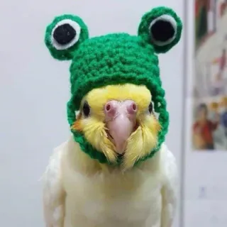 🐸 bird, parrot, cockatiel, frog, hat, animal whatsapp sticker
