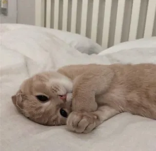 🤍 gatto, gattino, carino, animale domestico, animale, assonnato telegram sticker
