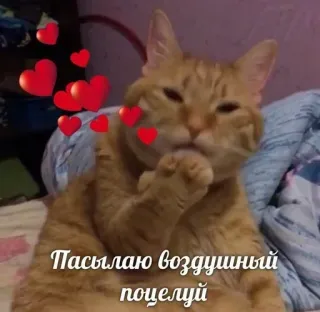 ❤️ Пасылаю воздушный поцелуй cat, hearts, kiss, love, animal, pet telegram sticker