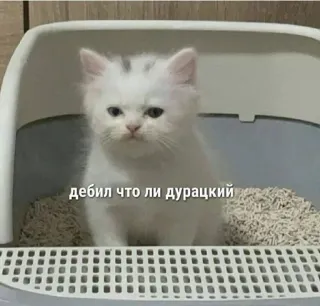 🤔 дебил что ли дурацкий gato, gatito, ruso, ofensivo, animal, mascota whatsapp sticker