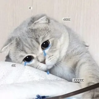 😩 猫, 悲しい, 泣く, 動物, 子猫, 涙 telegram sticker