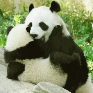 🤕 Panda, Animal, Mamífero, Urso, Vida selvagem, Natureza, Fofo, Aconchegante telegram sticker