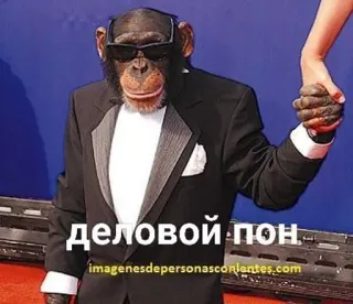 😎 деловой пон monkey, suit, glasses, animal, funny telegram sticker