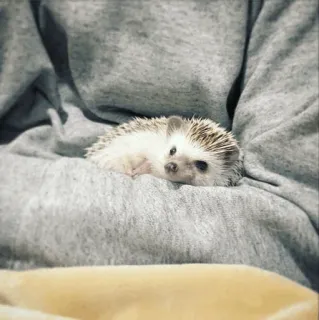 🦔 egel, dier, schattig, zoogdier, huisdier telegram sticker