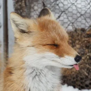 🦊 whatsapp sticker