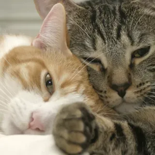 🤗 gatos, animales, mascotas, gatos domésticos, mimoso telegram sticker