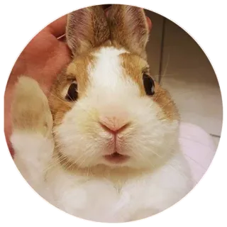✋ rabbit, bunny, cute, animal, pet telegram sticker