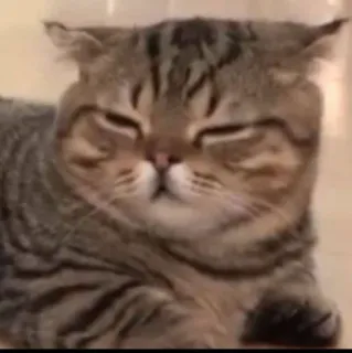 🤨 kucing, hewan peliharaan, hewan, imut, belang, kucing domestik telegram sticker