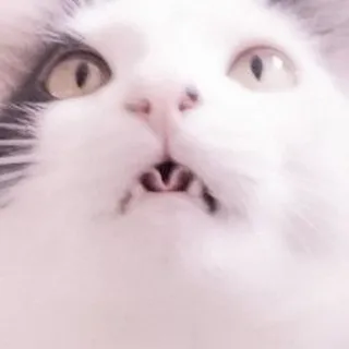 🐈 kot, zwierzę, zwierzę domowe, mem, słodki, śmieszny, kot domowy, koci telegram sticker