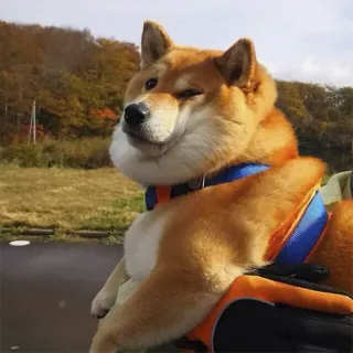 😕 chien, shiba inu, mignon, animal, animal de compagnie, orange telegram sticker