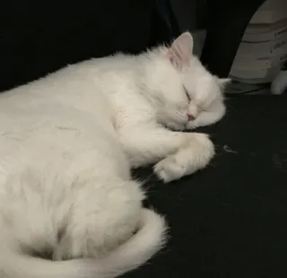 💓 кот, спящий, белый, питомец, животное, домашний whatsapp sticker