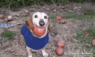 🌟 狗, 腊肠犬, 苹果, 宠物, 动物, 自然 telegram sticker