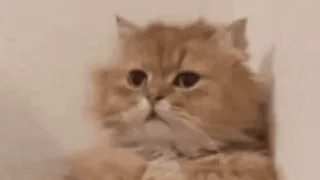😩 cat whatsapp sticker