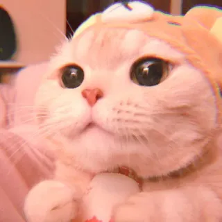 🥓 кот, милый, животное, питомец, котенок, домашнее животное telegram sticker