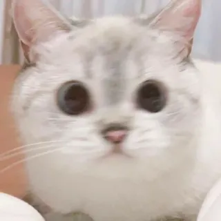 🐱 cat, cute, animal, pet, feline, kitten telegram sticker