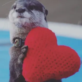 🐾 loutre, cœur, animal, mignon, amour, Saint-Valentin, mammifère whatsapp sticker
