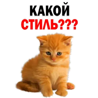 😞 КАКОЙ СТИЛЬ??? gato, gatinho, estilo, pergunta, russo whatsapp sticker