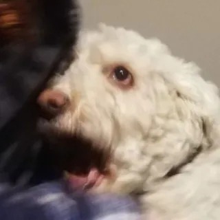 😱 cão, animal de estimação, animal, cão branco, mamífero, animal doméstico telegram sticker