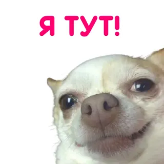 ✌️ Я ТУТ! dog, chihuahua, cute, animal, pet, russian telegram sticker