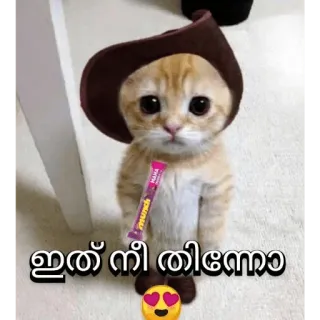 🙂 ഇത് നീ തിന്നോ cat, cute, animal, candy, hat telegram sticker